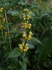 Lamium galeobdolon montanum