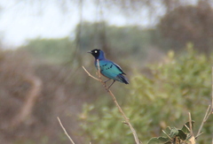Lamprotornis superbus