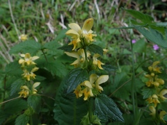 Lamium galeobdolon montanum