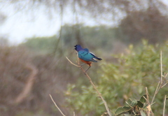 Lamprotornis superbus