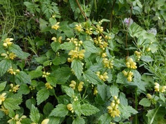 Lamium galeobdolon montanum