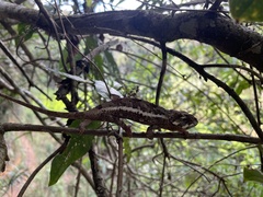 Calumma crypticum