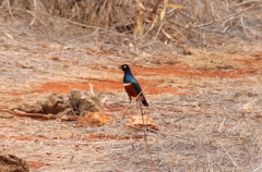 Lamprotornis superbus