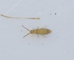 Entomobrya nigrocincta