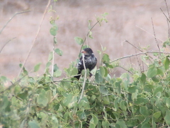 Bubalornis niger