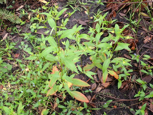 Ludwigia erecta