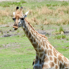 Giraffa camelopardalis
