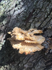 Laetiporus