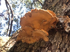 Laetiporus
