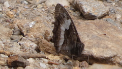 Hipparchia alcyone