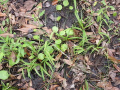 Eleocharis geniculata