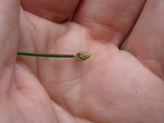 Eleocharis geniculata