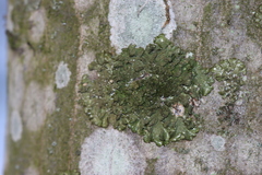 Melanelixia glabratula