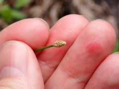 Eleocharis geniculata