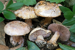 Cortinarius subgracilis