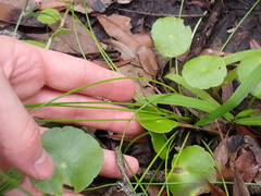 Eleocharis geniculata