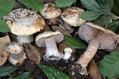 Cortinarius subgracilis