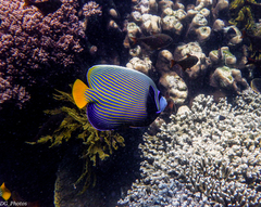 Pomacanthus imperator