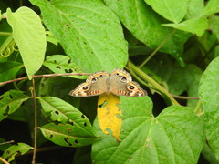 Junonia evarete