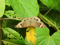 Junonia evarete
