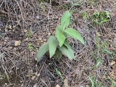 Cistus symphytifolius