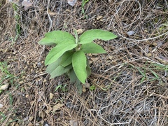 Cistus symphytifolius image