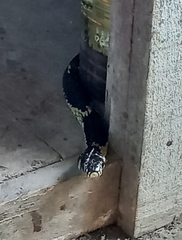 Spilotes pullatus