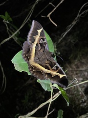 Cyligramma disturbans