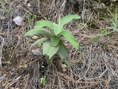 Cistus symphytifolius