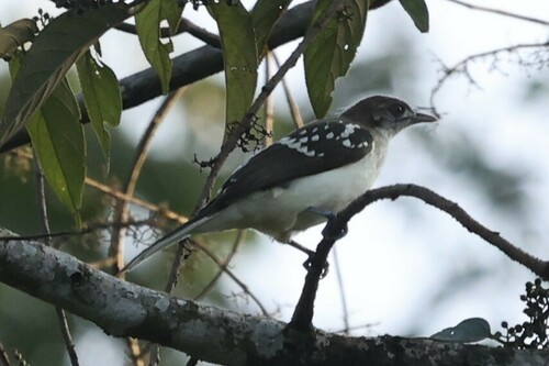 Spotted Greenbul (Ixonotus guttatus), photo 3