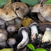 Cortinarius Sect. Infracti - Photo (c) Federico Calledda, some rights reserved (CC BY-NC), uploaded by Federico Calledda