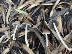 Psathyrella longipes