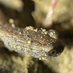 Batrachoseps nigriventris