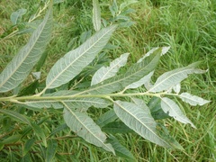 Salix × smithiana