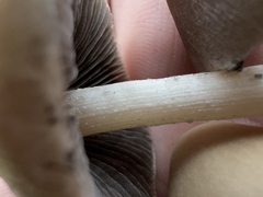 Psathyrella longipes