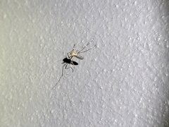 Aedes notoscriptus