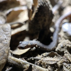 Batrachoseps nigriventris