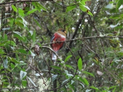 Trogon personatus