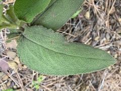 Cistus symphytifolius