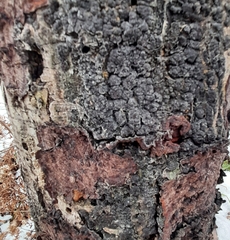 Entoleuca mammata