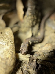 Batrachoseps nigriventris