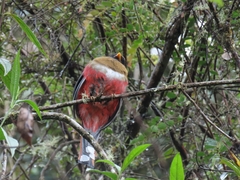 Trogon personatus