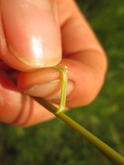 Juncus anthelatus