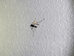 Aedes notoscriptus
