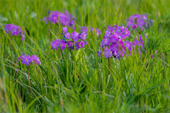Primula sieboldii