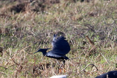 Egretta ardesiaca