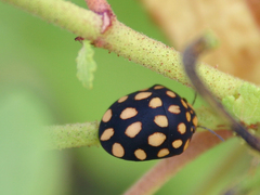 Steganocerus multipunctatus