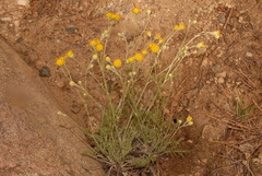 Hymenopappus filifolius cinereus