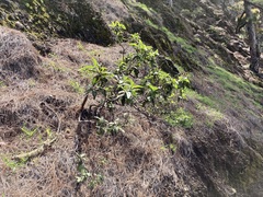 Cistus symphytifolius