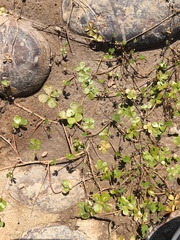 Marsilea